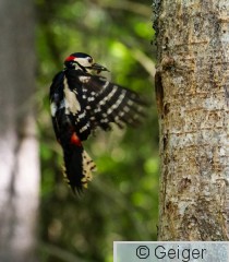 IMG_2070.jpg