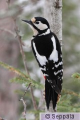 käpytikka_naaras_Kuru110402_iso.jpg