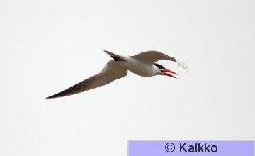 räyskä 006.jpg