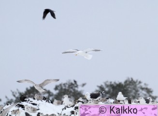 merilokki 036.jpg