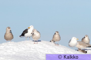 merilokki 039.jpg