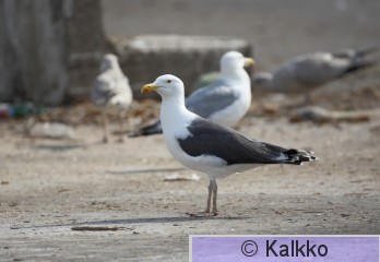 merilokki 050.jpg