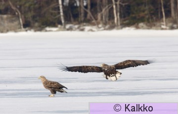 merikotka 033.jpg