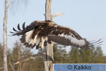 maakotka 095.jpg