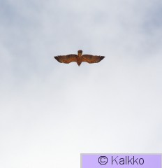 pikkukiljukotka 003.jpg