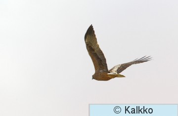 pikkukotka 007.jpg