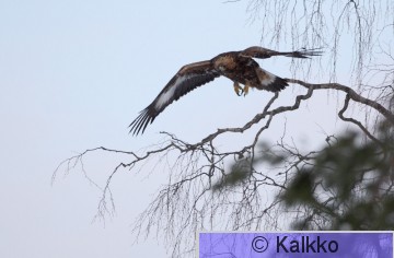 maakotka 1112.jpg
