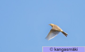 antric08iso-3282.jpg