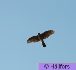 mikko_hallfors-8096.jpg