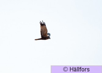 mikko_hallfors-9800.jpg