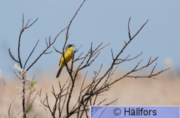 mikko_hallfors-2540.jpg