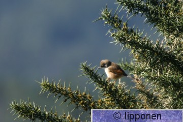pikkupensaskerttu-0413.jpg