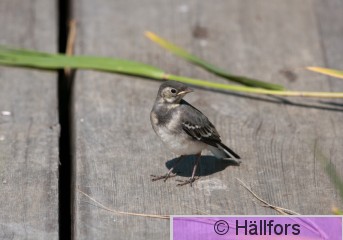 mikko_hallfors-7100.jpg