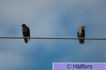 mikko_hallfors-5911.jpg