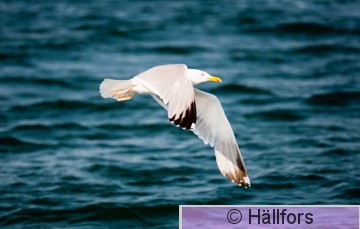 mikko_hallfors-0711.jpg