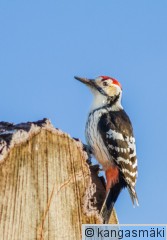 denleu04iso-5489.jpg
