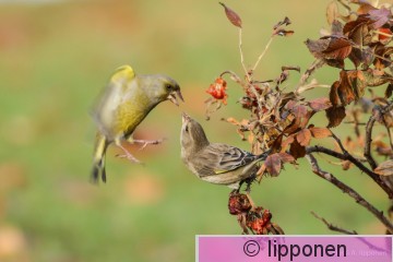 viherpeippo-2300.jpg