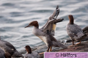 mikko_hallfors-2594.jpg