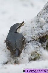 Pähkinänakkeli22_Reijo Lähteenmäki.jpg