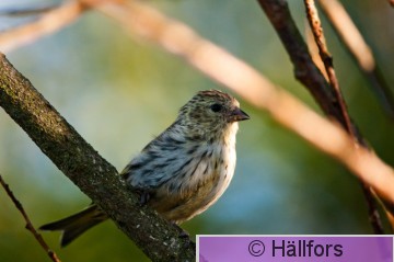 mikko_hallfors-5148.jpg