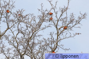 punatulkku-2781.jpg