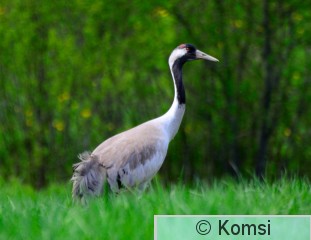 DSC_0043.JPG