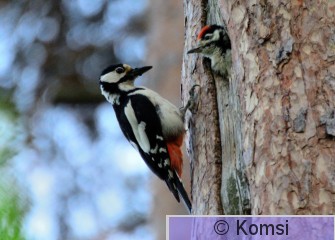 DSC_0235_01.JPG