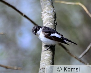 DSC_0226.JPG