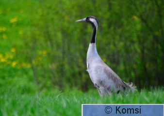 DSC_0039.JPG