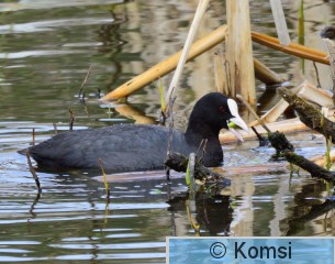 DSC_0323.JPG