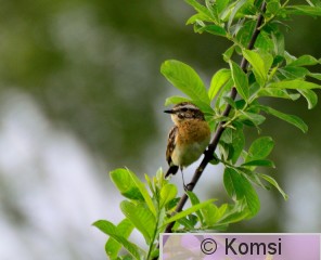 DSC_0983.JPG