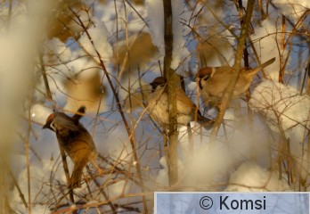 DSC_0320.JPG