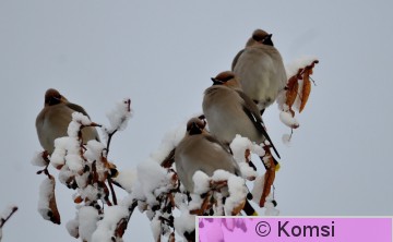 Tuula Komsi 1_092.JPG