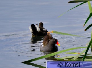 DSC_0422.JPG