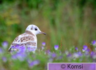 DSC_0675_01.JPG