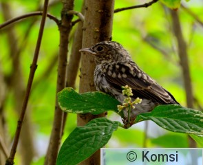 DSC_0915_02.JPG