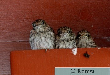 DSC_0900_01.JPG