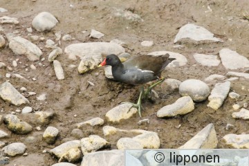 liejukana-3784.jpg