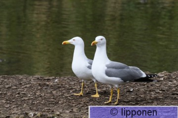 etela&#776;nharmaalokki-3792.jpg