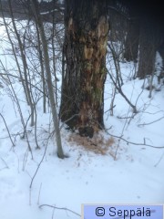 2016-03-05 07.31.05.jpg