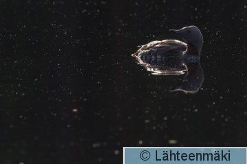 Kaakkuri68_Reijo Lähteenmäki.jpg