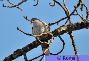 DSC_3524.JPG