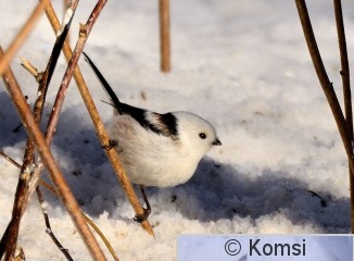 DSC_3739_01.JPG