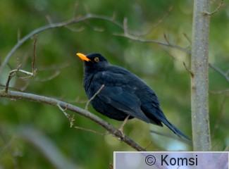 DSC_5084_01.JPG