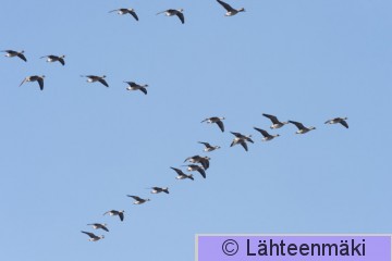 Metsähanhi12_Reijo Lähteenmäki.jpg