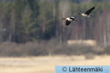 Metsähanhi13_Reijo Lähteenmäki.jpg