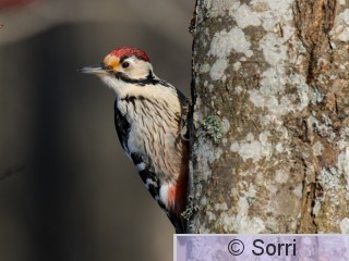 1MS_8310.jpg