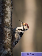 DSC_0612.jpg