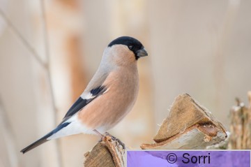DSC_0465.jpg