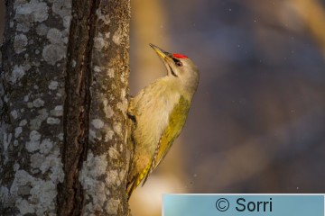 IMG_5514.jpg